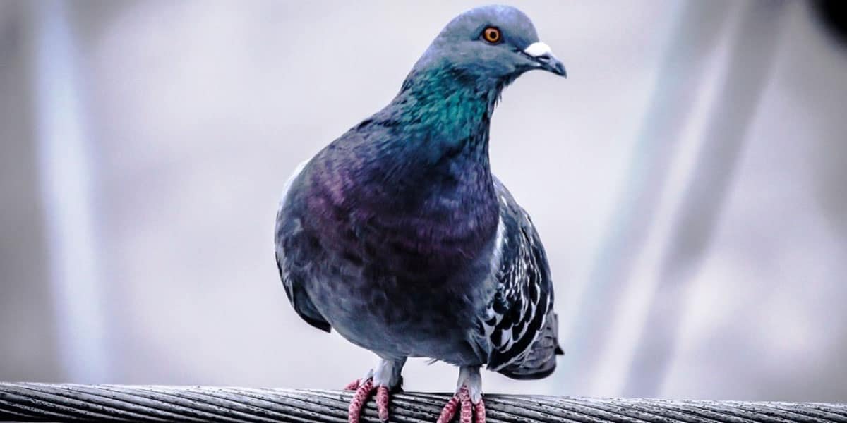 looking pigeon